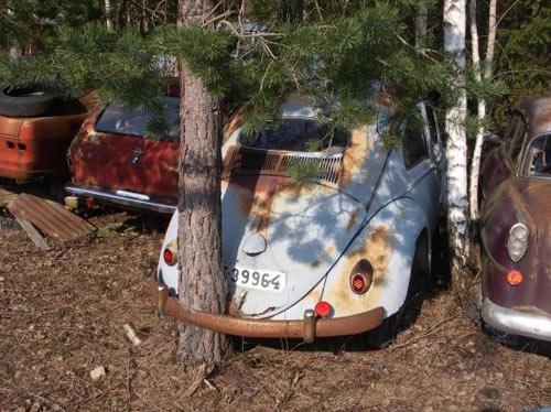 randomness-tree-through-bug